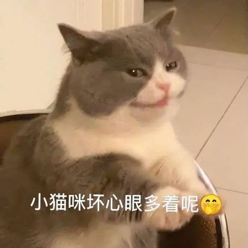 表情包小猫咪坏心眼多着呢