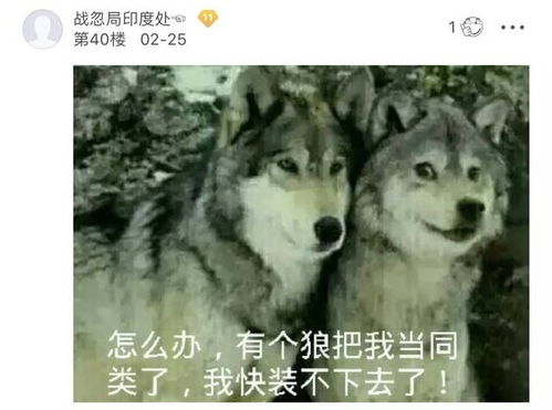哈士奇微博表情包母狼