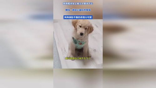 狗狗爬沙发上被主人要求下去,侧身一跳是它最后的倔强,狗狗满脸不服的表情太可爱