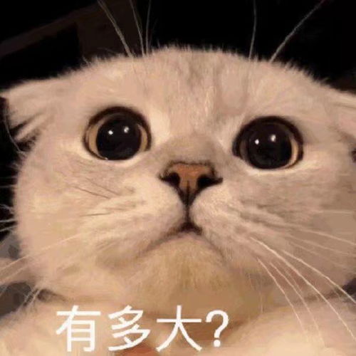 萌宠表情包我只想好好当几天废人