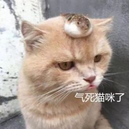 主人带着猫咪去卖河豚,一脸不情愿的表情萌翻路人,说好的酬劳呢