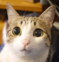 求这个猫系列的表情包