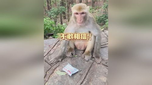 帅哥将榴莲果肉抹在零食袋上,洁癖猴表情一言难尽,差开口骂人
