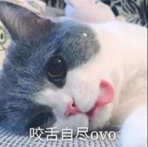 万能斗图表情包,快来收图