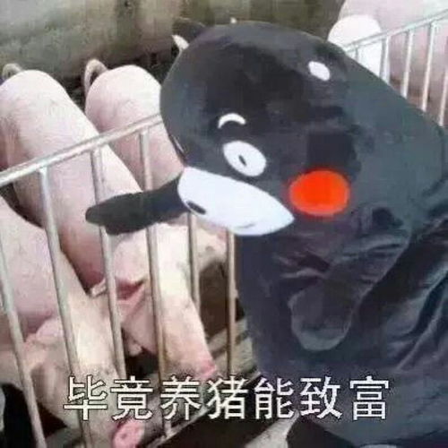 熊本熊表情包养猪致富