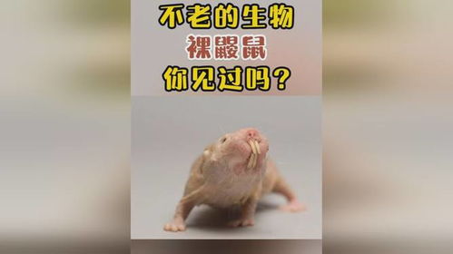 鼹鼠挖掘工表情包裸鼹鼠