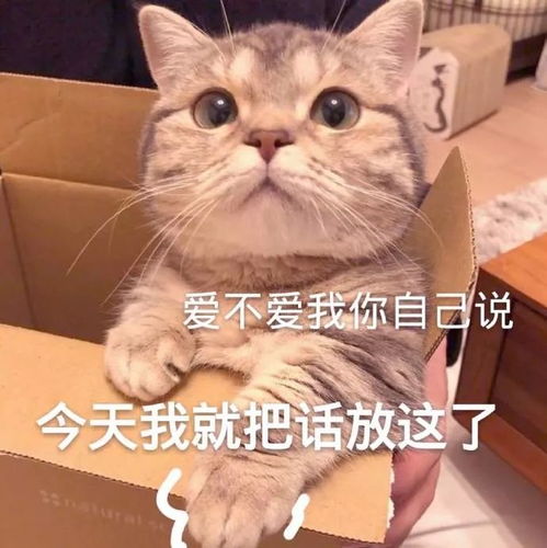 0103热门表情包爱不爱我你自己说