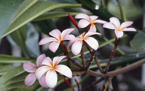 flower手花舞表情包一直