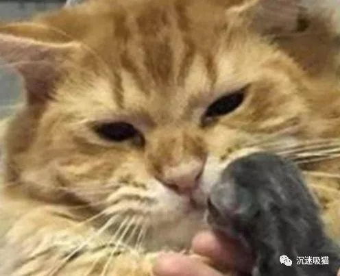 主人将小奶猫给猫爸,猫爸不是我的娃,这锅我不背