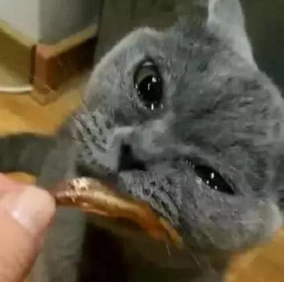 蓝猫被主人骂得狗血淋头,拿出小鱼干哄时,含着泪水吃鱼太冤枉
