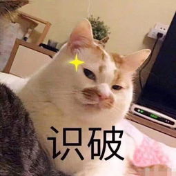 表情包脑婆,520我要写作业哼,再说一句