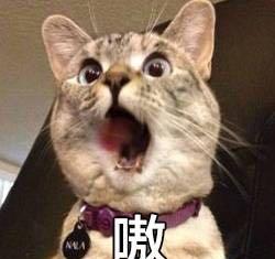 猫咪个性表情包,看什么没见过帅猫啊
