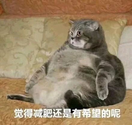 最新热门微信抖音常用的表情包图片骗你是小狗
