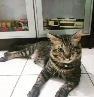 仓鼠被3只猫包围,惊悚的表情笑翻网友,仓鼠你们要干啥