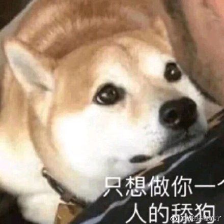 狗暴走表情包关节炎