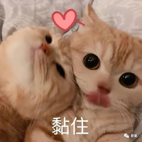 安妮海瑟薇是怎么回春的