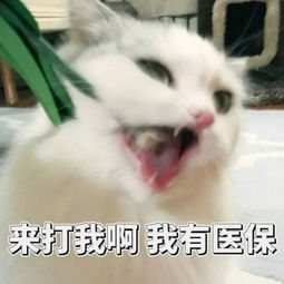 有你觉得不能理解的歌词吗网友回复笑惨了