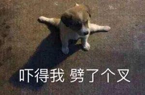 铲屎官注意深圳电子犬证上线,无证养犬将罚2000元