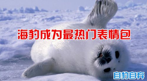 自豹自弃豹跳如雷,表情包之首的海豹,是一种什么憨憨动物