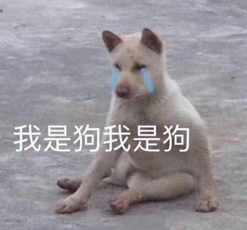 如何以我是个单身狗开头写一个故事