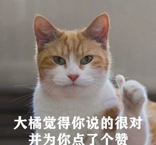 带我家猫去绝育,医生说猫蛋蛋太小那方面可能不太行