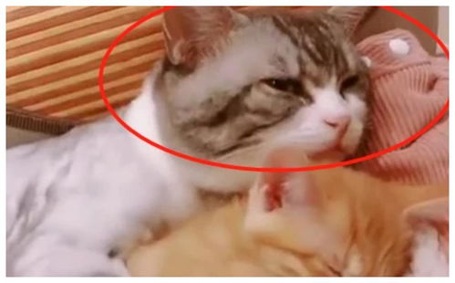 猫咪抱着小媳妇在休息,被铲屎官打扰后,猫咪的表情笑喷
