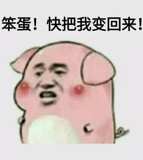 饼的全套表情包猪猪