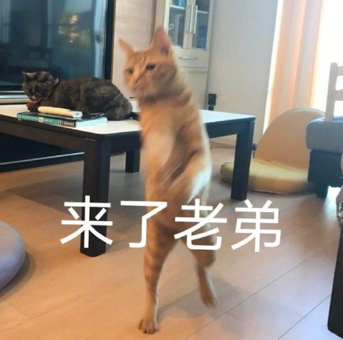 表情包注意你的身份和说话方式
