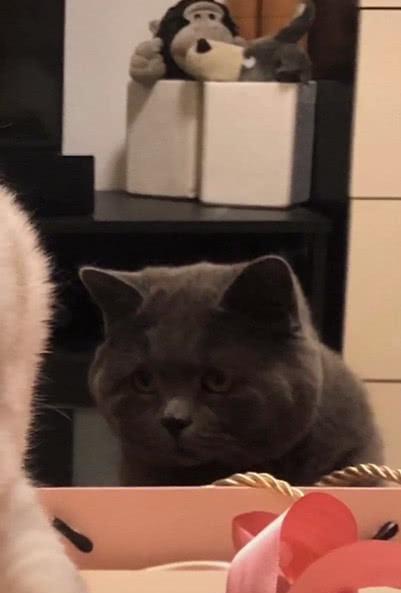 家里来了新猫咪,原住民居然是这样的表情,主人小委屈,抱抱你