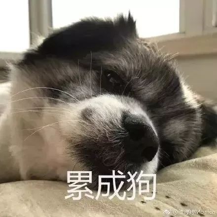 beataroundthebush翻译成绕着圈击打丛林就尴尬了