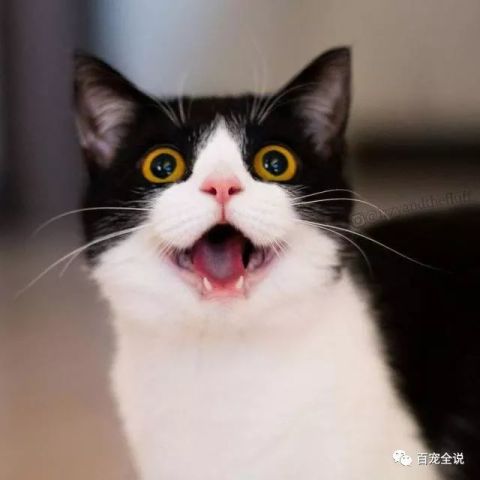 tatan表情包我养你啊猫咪