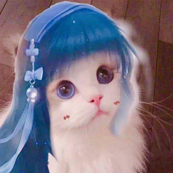 历史回顾网红猫咪kiwi王者荣耀表情包
