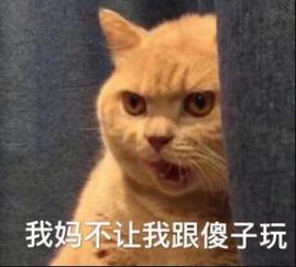 暗中委屈橘猫表情包图片