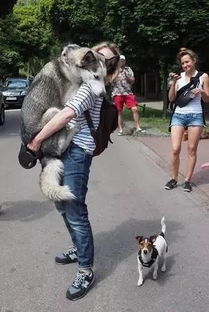 哈士奇跟秋田犬打架,二哈靠着自己的表情,完胜对手