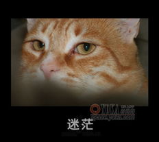 狗十猫表情邱之q的时尚图片yoka时尚空间