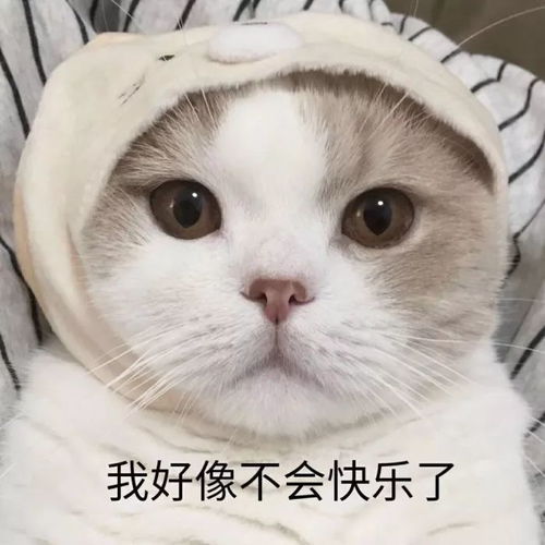 可爱喵咪表情包无语...