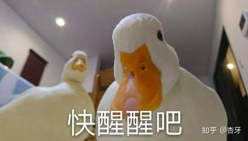 喂,医生叫你去洗牙