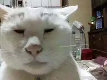 你见过最丑猫啥样这些猫真的可以直接做表情包了...哈哈哈