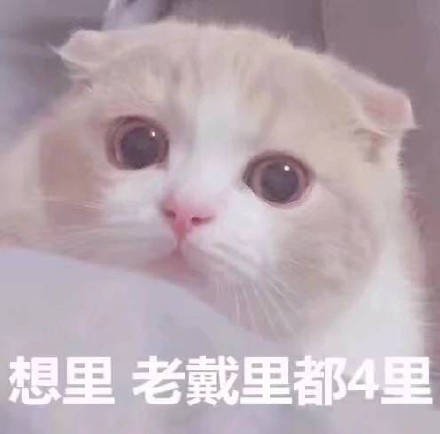 萌宠表情包想你,想要钻进你的怀里