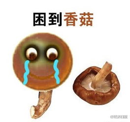 已经连续工作学习七天了困到天旋地转,困到脸色发白,困到蓝瘦,困到香菇