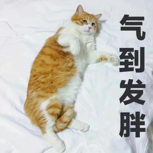 接住表情包猫咪