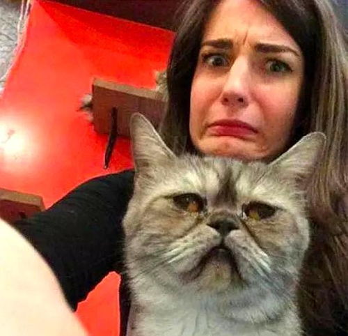 猫咪绝育后,主人亲亲都安慰不好,看到猫咪表情,主人差点笑喷