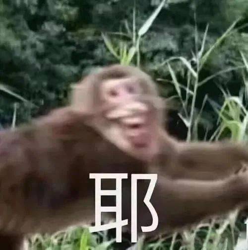 新一年您预定的最新动物表情包已到货,请查收