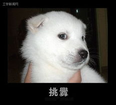 狗狗酷似人的17种表情