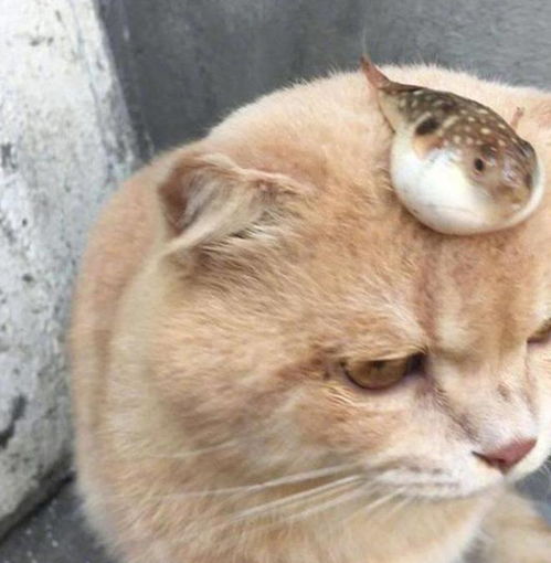 主人将小河豚放在猫咪头上,两动物表情神同步,引发主人爆笑