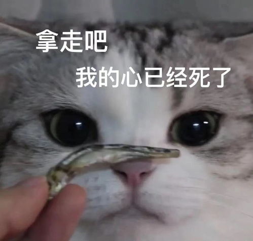 春节养猫指南你过年回家了,猫咪怎么办
