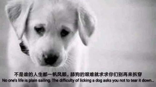 舔狗为何总是舔到最后一无所有,他们究竟差了什么