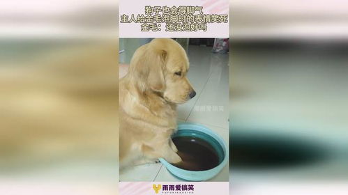 狗子也得脚气,主人给金毛泡脚时的表情笑死,金毛还没泡好吗