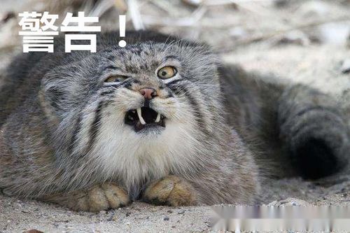 和ecvt不是一家关于cvt技术的那些误区