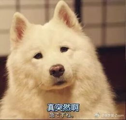 在选手的免费同款了解一下这些表情包真的不要钱